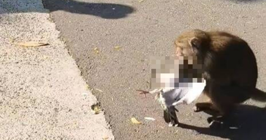 高雄壽山獼猴驚傳「獵殺鴿子」　專家揭真相：動物行為的一環