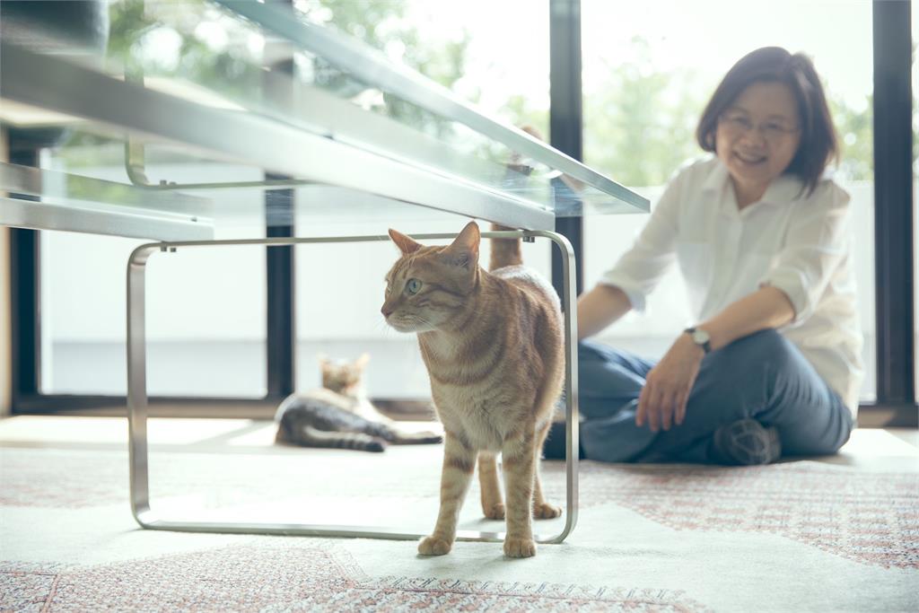 快新聞／貓奴看過來！蔡英文、蕭美琴不約而同秀愛貓照 網友：「有貓貓我就讚！」