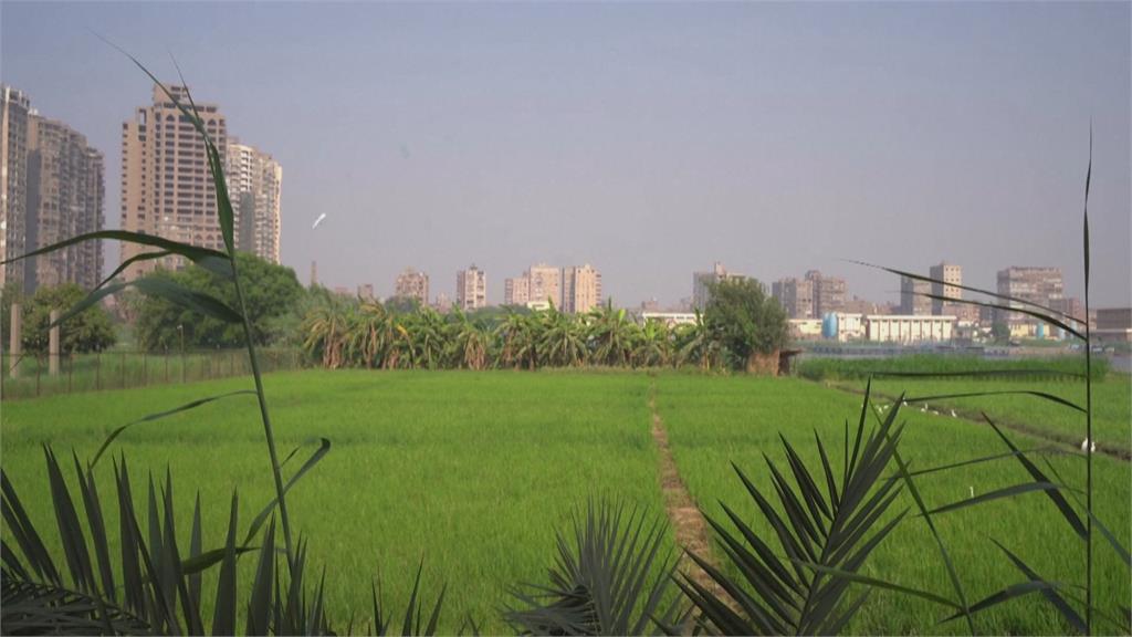 都市化綠地面積大幅減少　埃及氣溫逐年升高