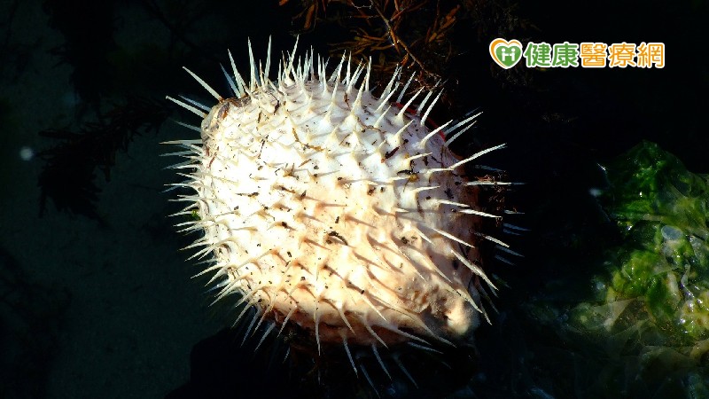 吃海產後發癢、嘔吐、腹瀉？　當心是「組織胺」中毒了
