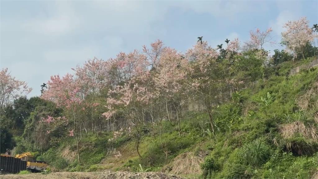 嘉義縣迎上千棵花旗木綻放！　整片粉色花海吸遊客賞花
