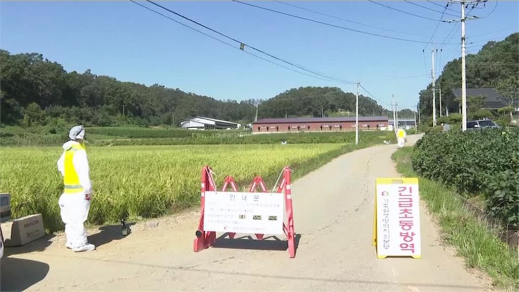 南韓非洲豬瘟爆第2例！同樣鄰近北朝鮮邊境