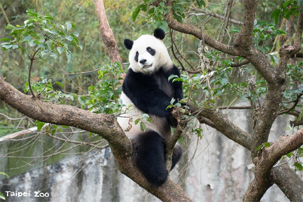 快新聞／喜迎新春！大貓熊「圓寶」健康檢查出爐　動物園：食道潰瘍有改善