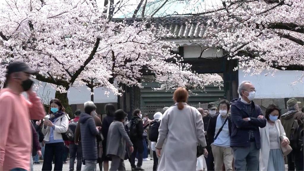 日本櫻花前線出爐！追櫻搶便宜機票　旅遊達人曝撇步
