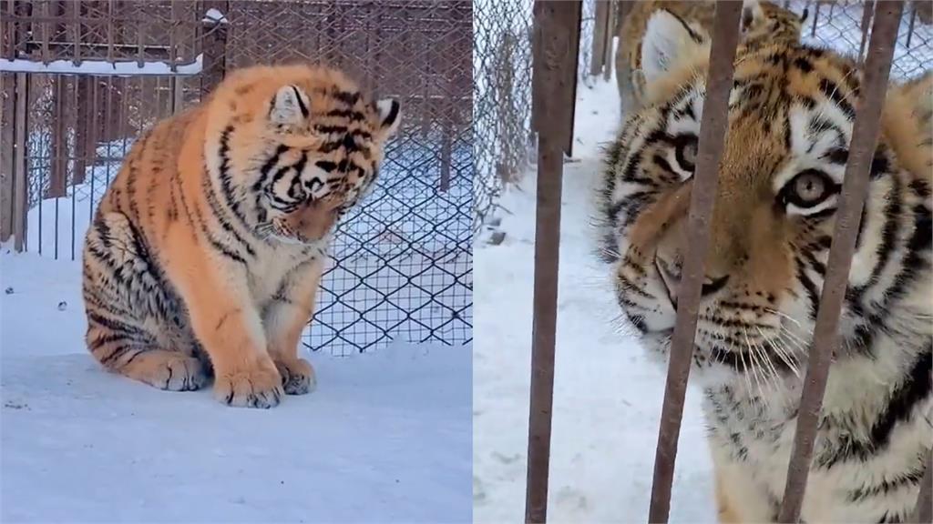 猛虎變「胖虎」同伴嫌棄全不理　委屈萌樣惹心疼：姨姨抱抱！