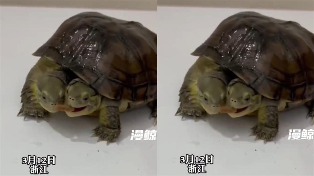 雙頭烏龜「爭搶1顆飼料」畫面曝！網看傻眼：不都吃進同個肚子嗎？
