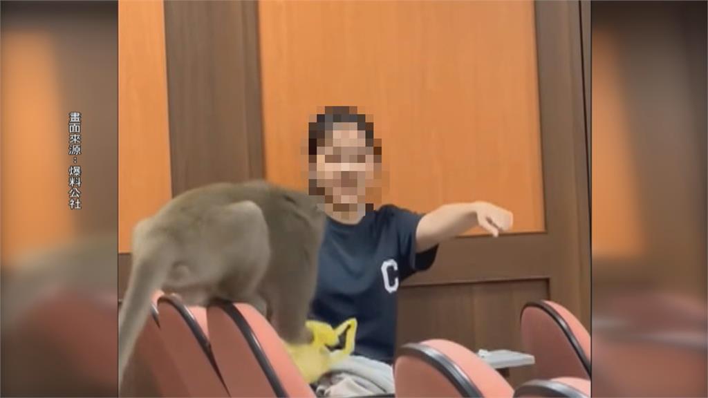 牠也想學微積分　獼猴出現中山大學教室內
