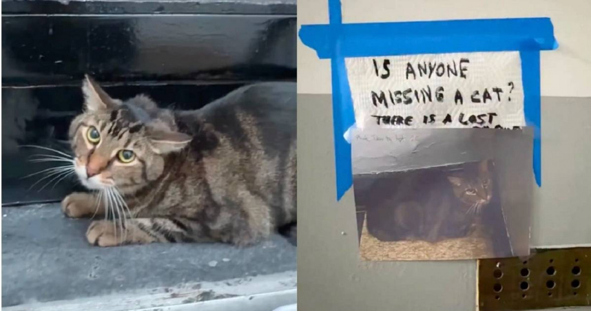 虎斑貓主人過世變浪浪躲梯間 鄰居暖心接力救援「每層樓變貓窩」