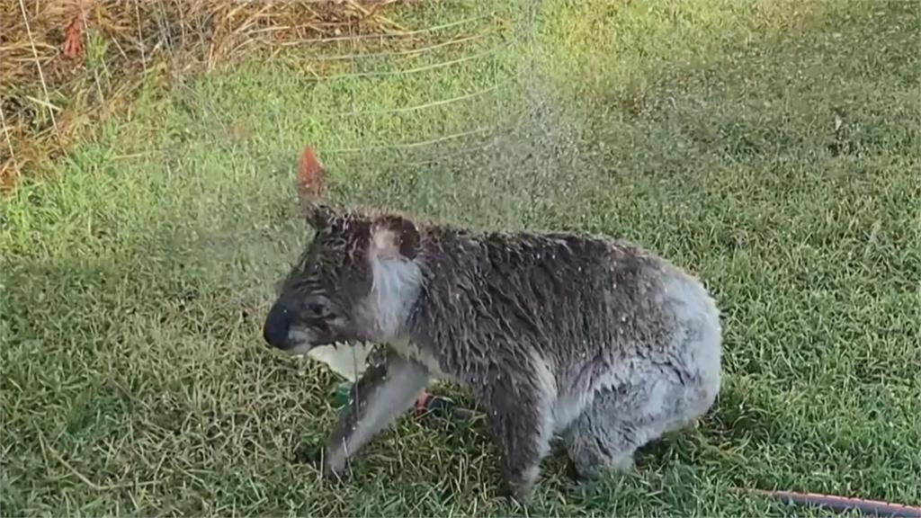 澳洲熱浪來襲 無尾熊也受不了 在灑水器旁邊沖涼