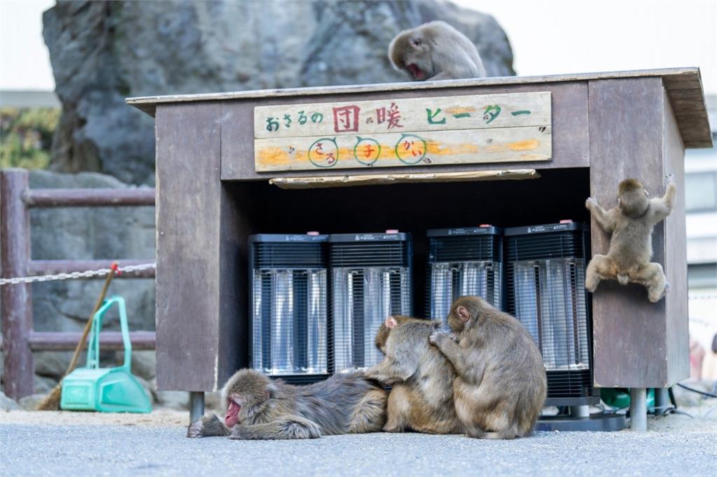 凜冬將至！日本冷吱吱　動物園放電爐讓猴子抱團取暖