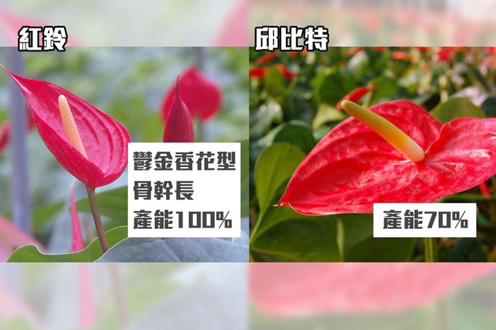 火鶴新品種「紅鈴」 花形如鬱金香超討喜