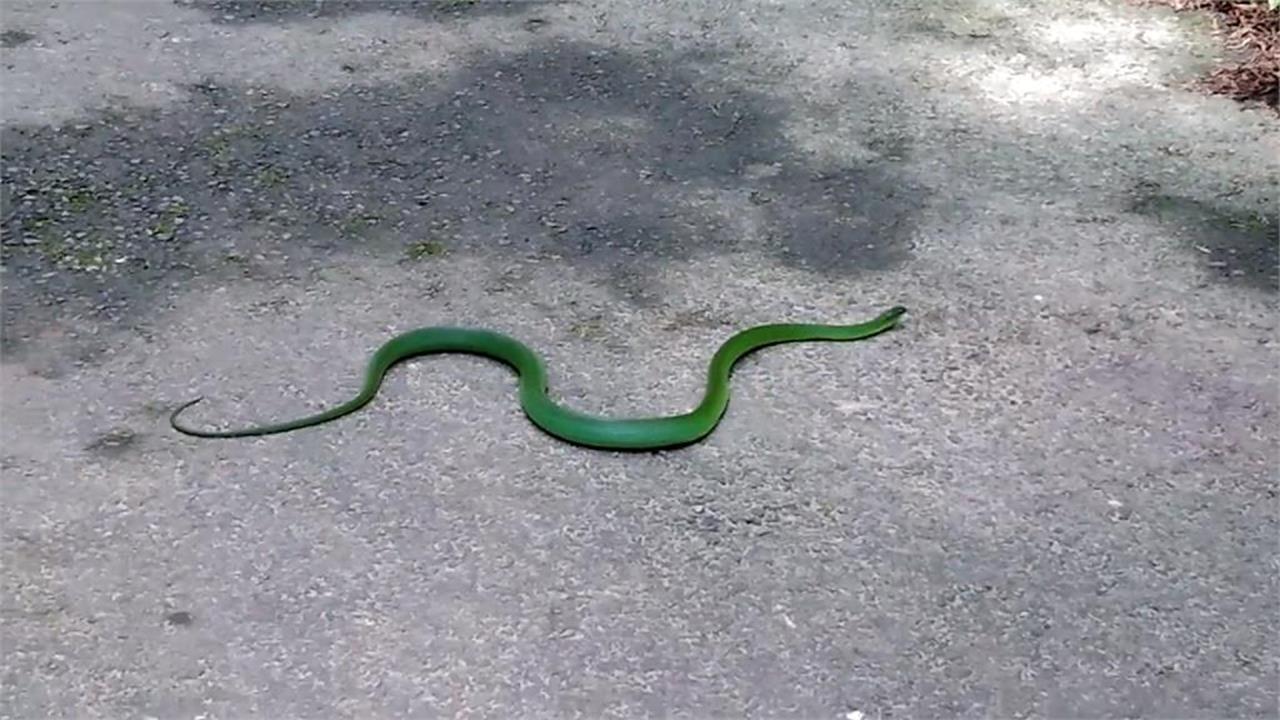 70旬老翁遭蛇咬竟「嘴吸毒血」帶蛇騎車衝急診！醫揭「3大錯誤」處理方式