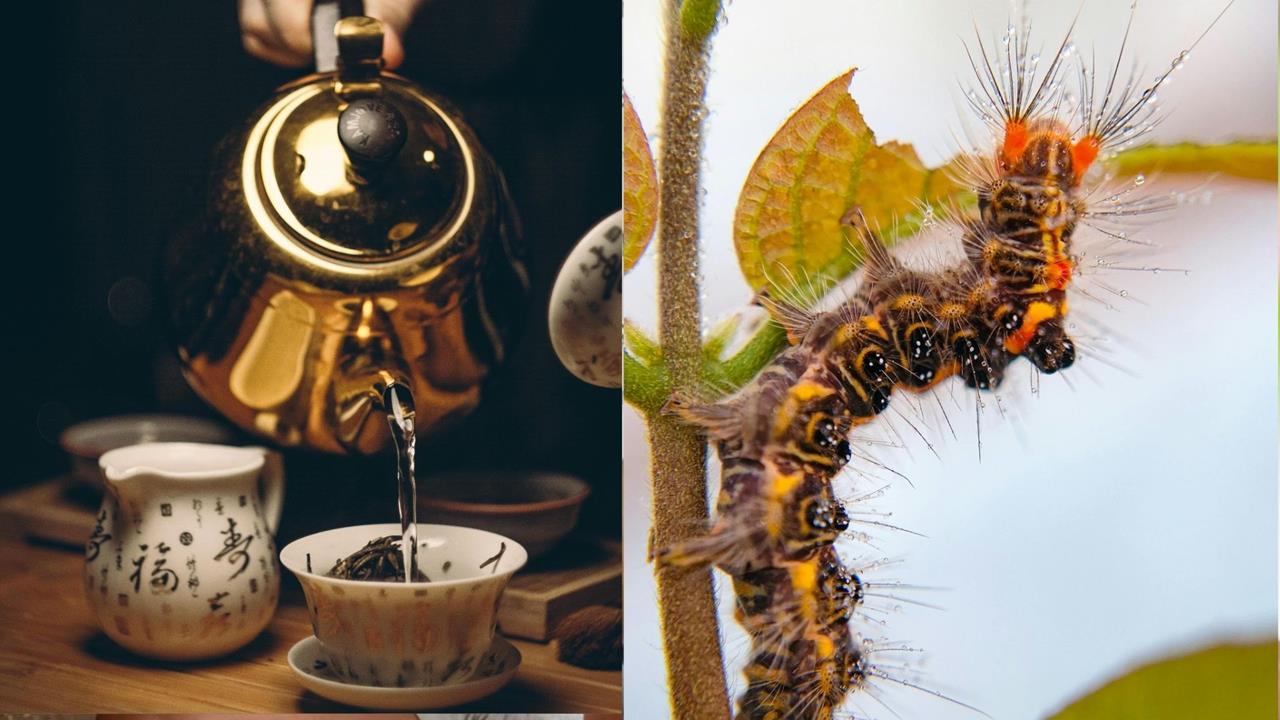 毛毛蟲排泄物也能泡茶？日本博士生研發「蟲糞茶」香氣迷人獲頒獎項
