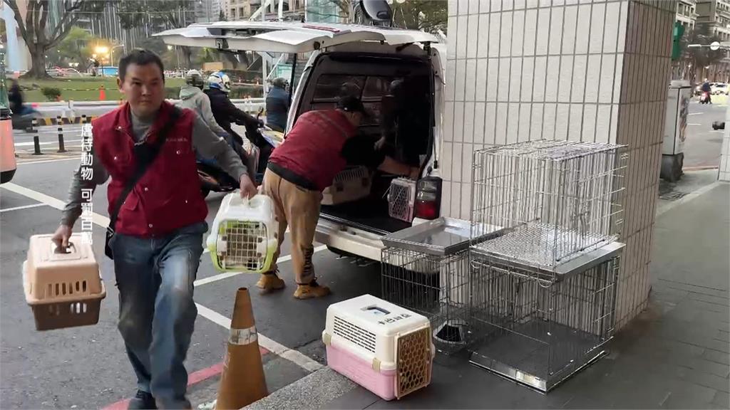 新北7貓慘死 動保處認定飼主住處淪非法繁殖場