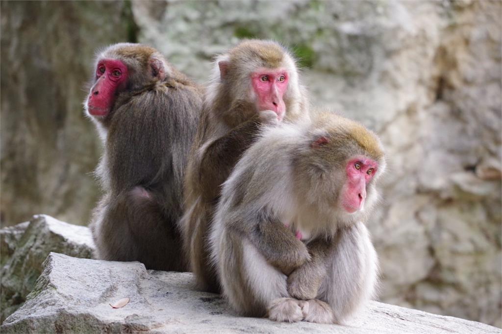動物園舉辦「猴子博士檢定考」　NHK記者都來挑戰