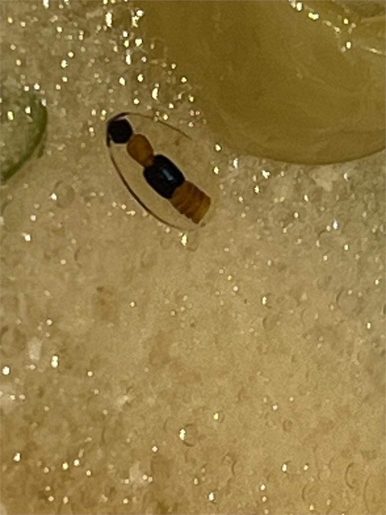 酸菜魚料理竟有隱翅蟲　餐廳一開始瞎扯是花椒粒