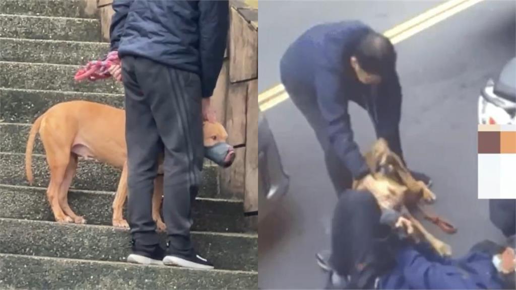 比特犬二度「隨機咬騎士」遭沒入！美女律師揪「2疑點」：關鍵1物令人好奇
