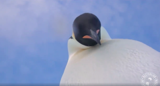 研究員忘了把相機帶走，被國王企鵝霸氣「一腳踹翻」...接下來捕捉到的畫面實在是太可愛啦！
