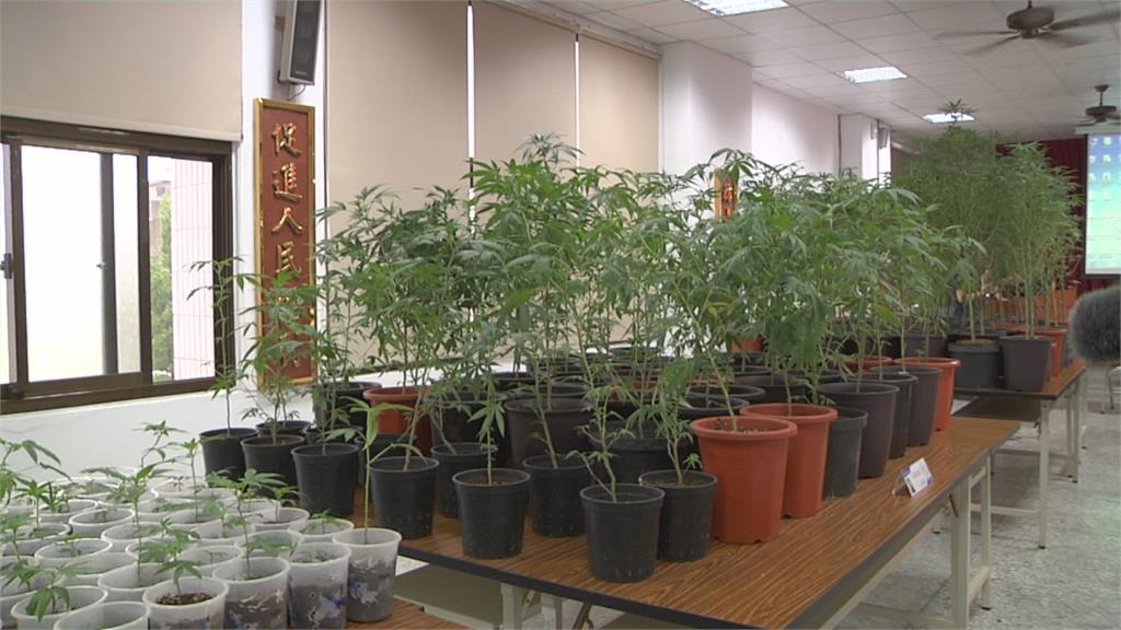 彰警破獲大麻栽種基地　查扣市價8千萬元大麻