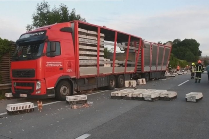 奧地利高速公路車禍  7500隻雞逛大街