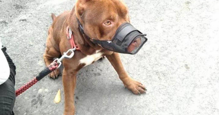 傳有嘉義飼主想領養傷人比特犬？　嘉畜所回應了
