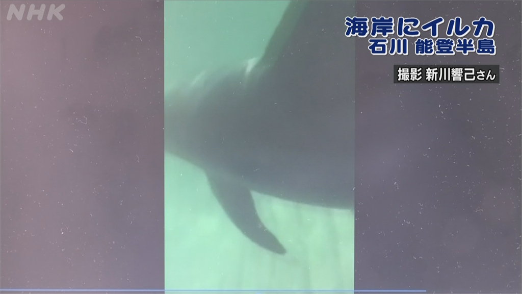 日本能登半島「親民海豚」 罕見主動找遊客玩