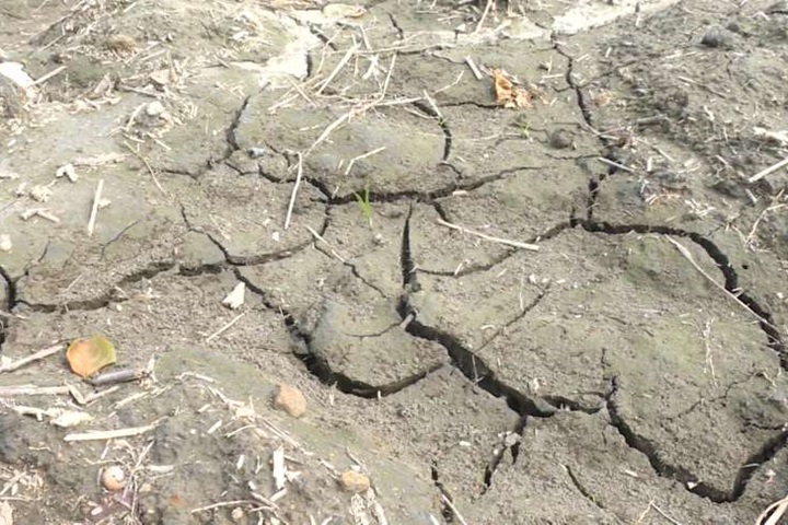 灌溉期竟無水可用 竹山水稻田乾涸龜裂