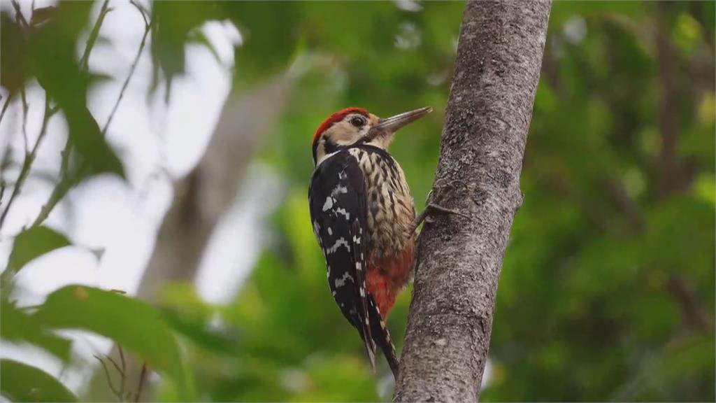 「大赤啄木鳥」現蹤武陵農場　1.7秒連擊樹幹22下