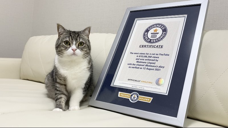 2年狂吸6億點閱！這隻貓拿到「金氏世界紀錄認證」YT最受歡迎的貓