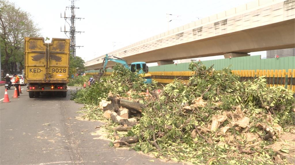 台中鐵路綠空廊道工程 黑板樹根毀地磚遭移除