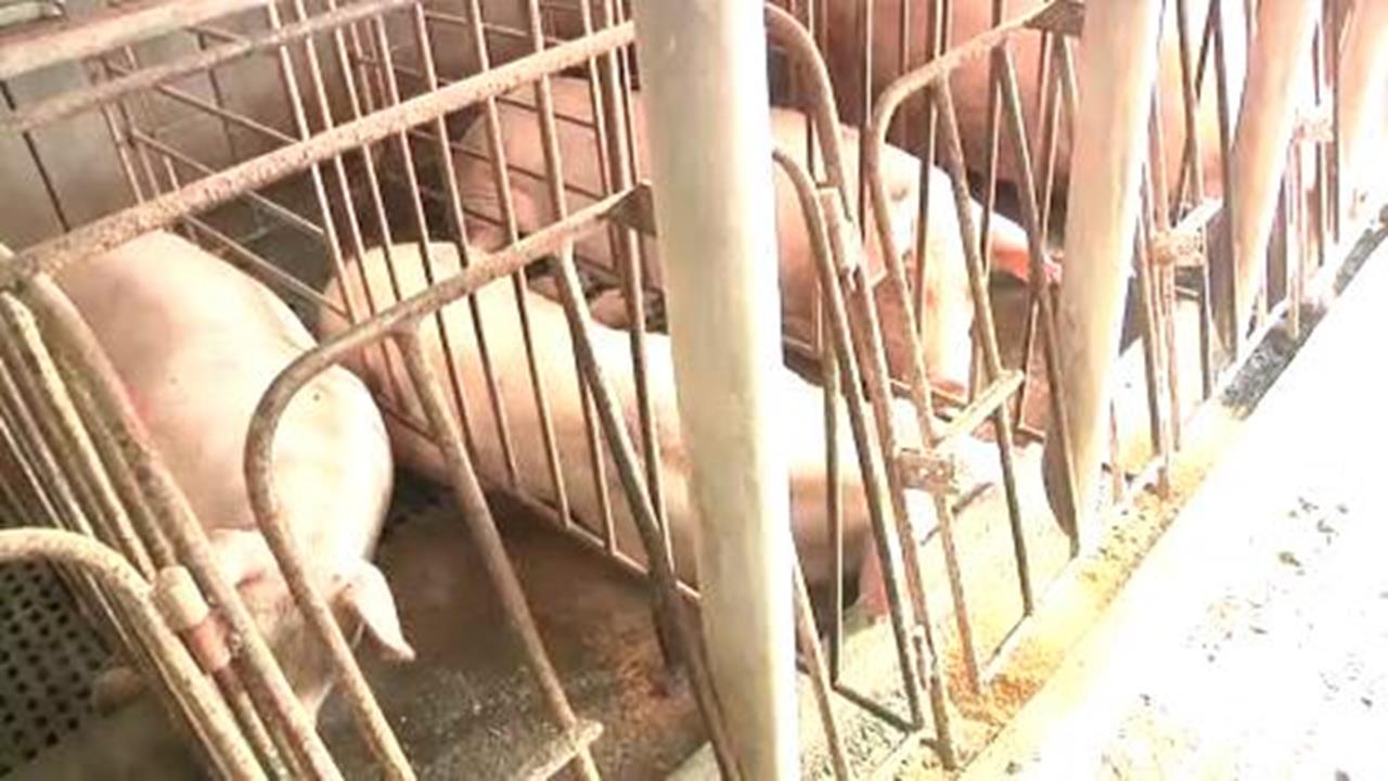 快新聞／颱風天漏電！彰化養豬場慘叫聲四起　僅10秒「近70隻豬被電死」