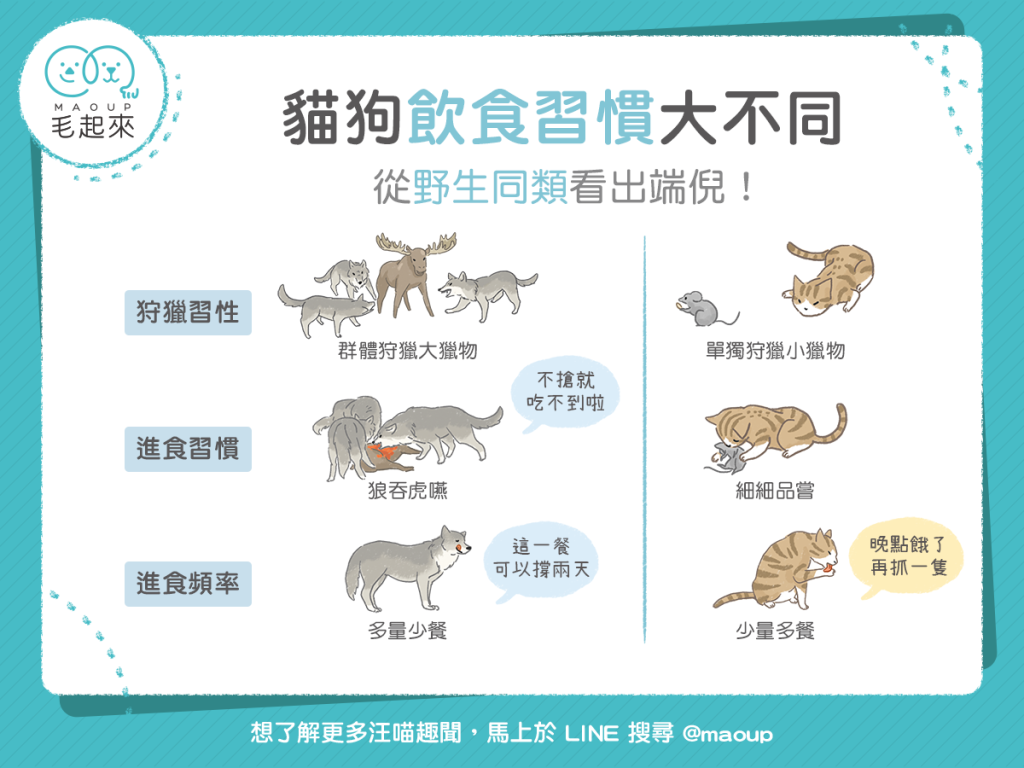 【汪汪小學堂】貓狗飲食習慣大不同，從野生同類看出端倪！