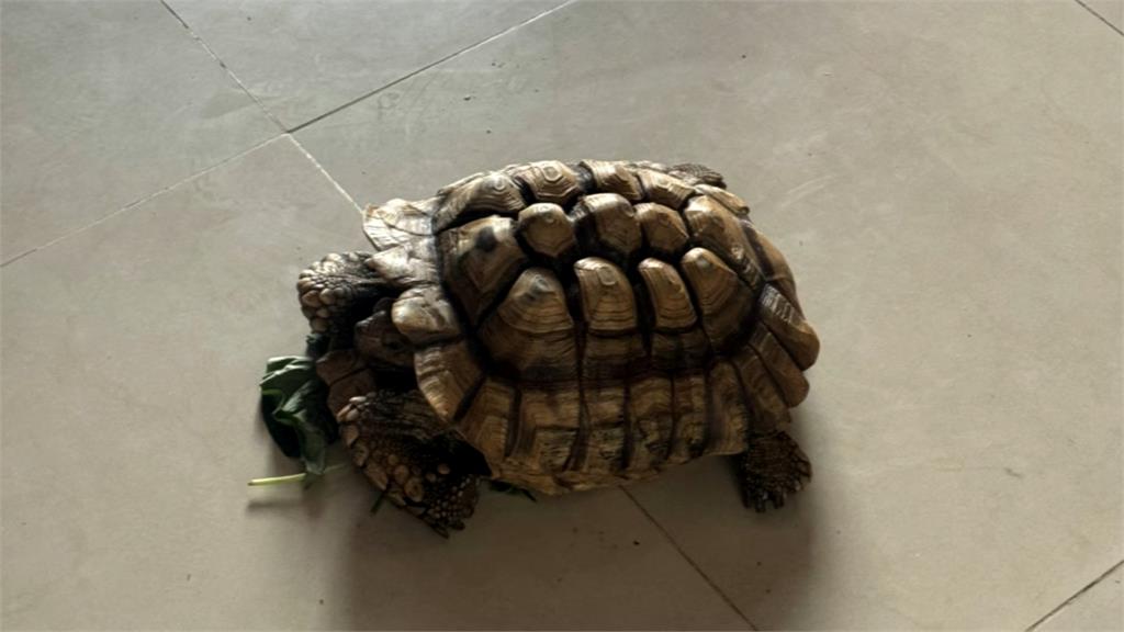愛龜曬日光浴遭人"順手牽龜" 警竊賊家中找回
