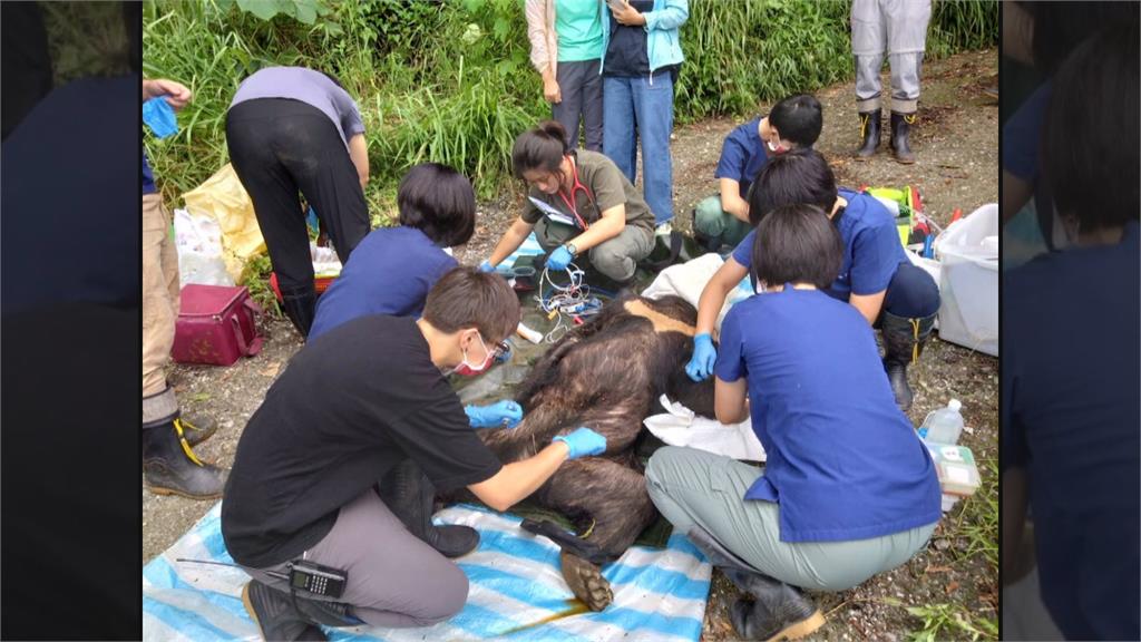 成功救援受困斷掌台灣黑熊　「生態服務給付計畫」首例