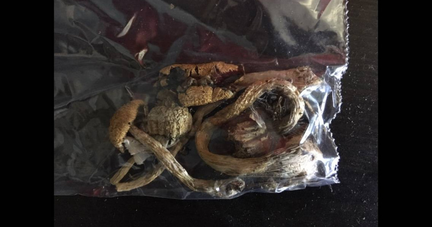 精神醫師提警告！薩滿拿「蘑菇」治療患者　南非地下迷幻產業越禁越旺