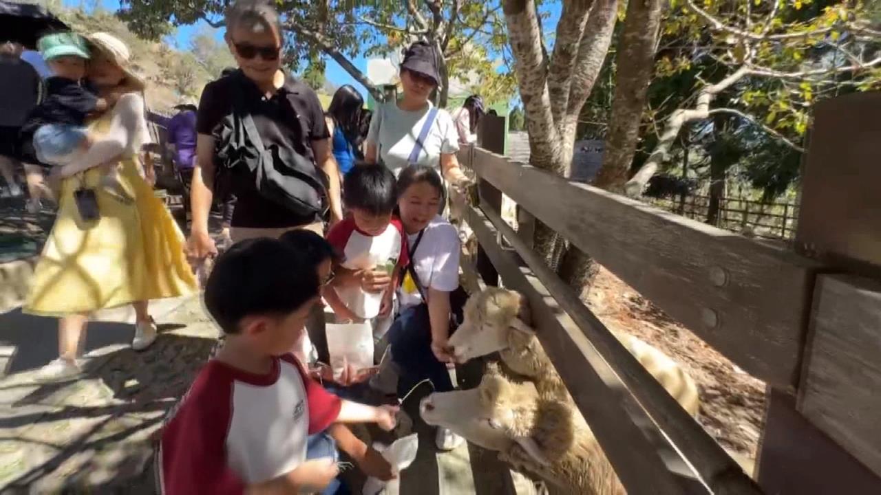 中秋連假掀出遊潮！　清境農場有望破萬人次「創今年高峰」