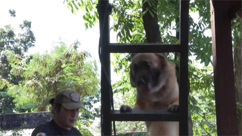 增加震災後搜救能量　菲國開設課程訓練寵物犬成搜救犬