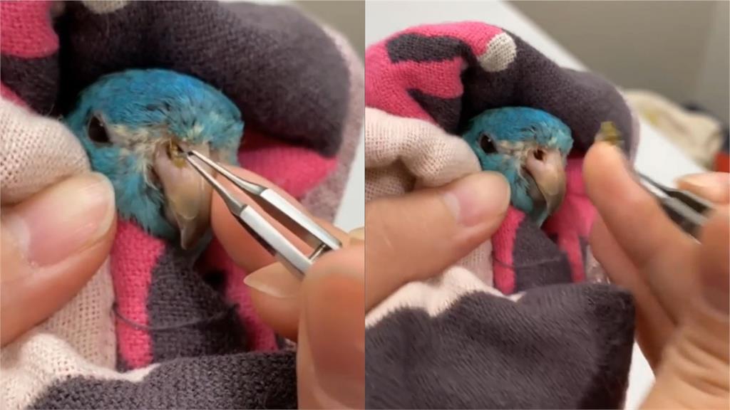 獸醫師持鑷子替鸚鵡夾出「鼻石」　療癒過程網讚：挖完一定很爽