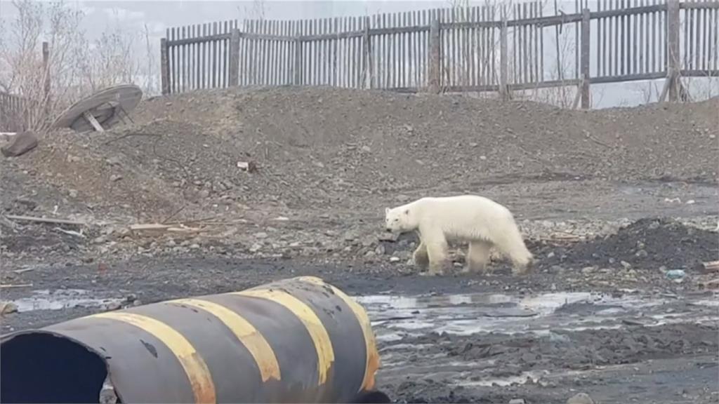 全球暖化影響 北極熊闖垃圾場覓食
