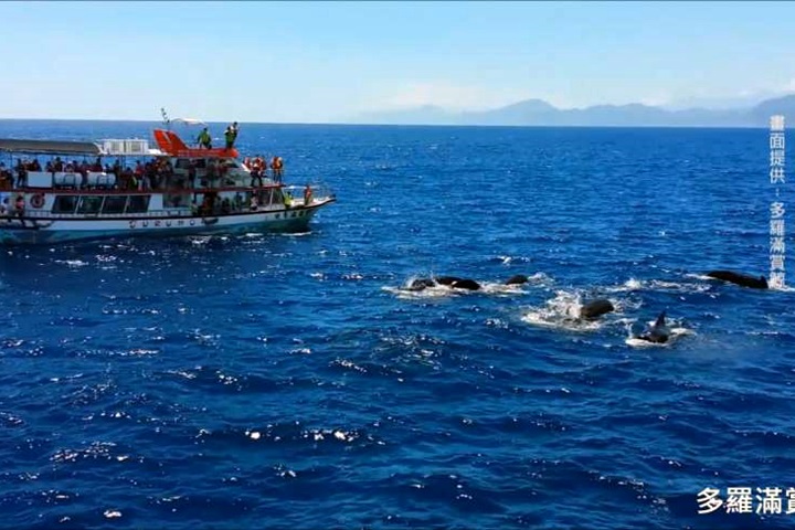花蓮外海罕見百頭領航鯨 遊客驚艷讚嘆