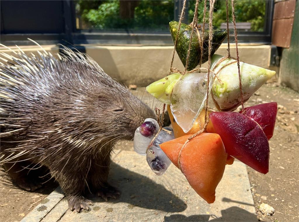 壽山動物園特製冰粽大餐　動物大啖模樣萌翻全場