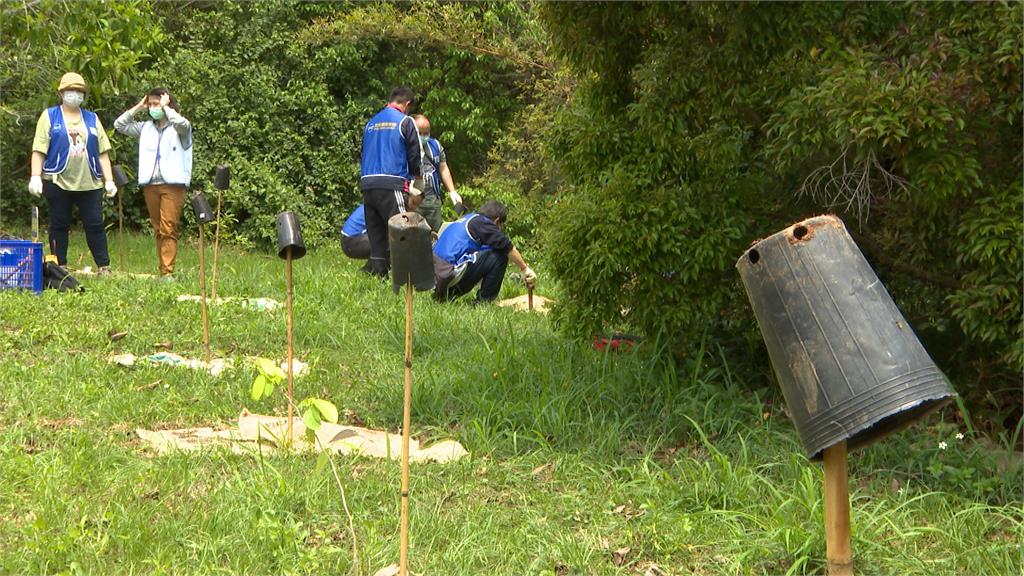 過度開發！大肚山原生林消失　志工復育種植1萬多棵原生種樹苗