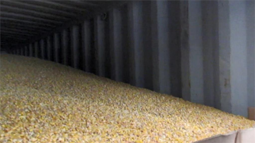 美國進口玉米驗出「嘔吐毒素」超標　食用恐致噁心、肚子痛