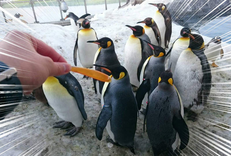 《企鵝嘴的衝擊事實》國王企鵝下嘴的橘色部分竟然每年都會整片掉下來！？