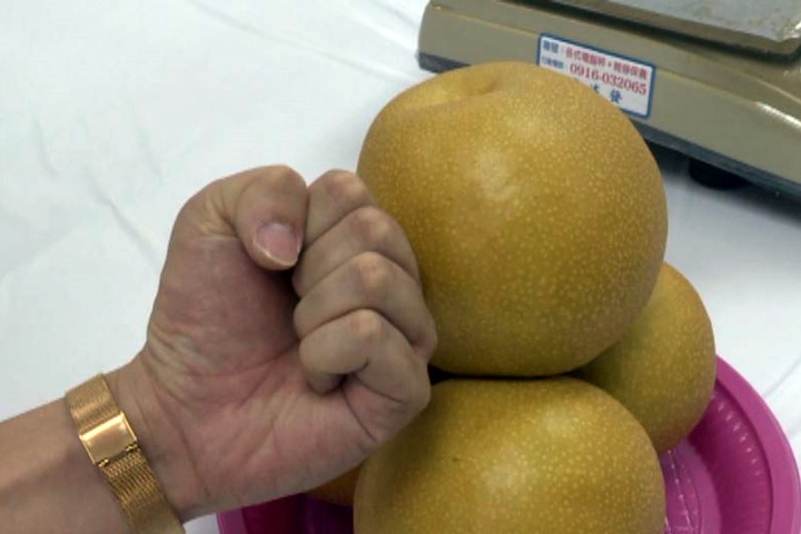 拳頭般大！ 苗栗「大湖尊梨」脆又甜