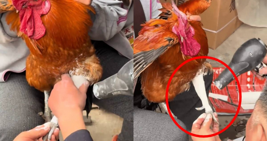 帶公雞打石膏！　陸女稱「養了3年」：看牠骨折很傷心