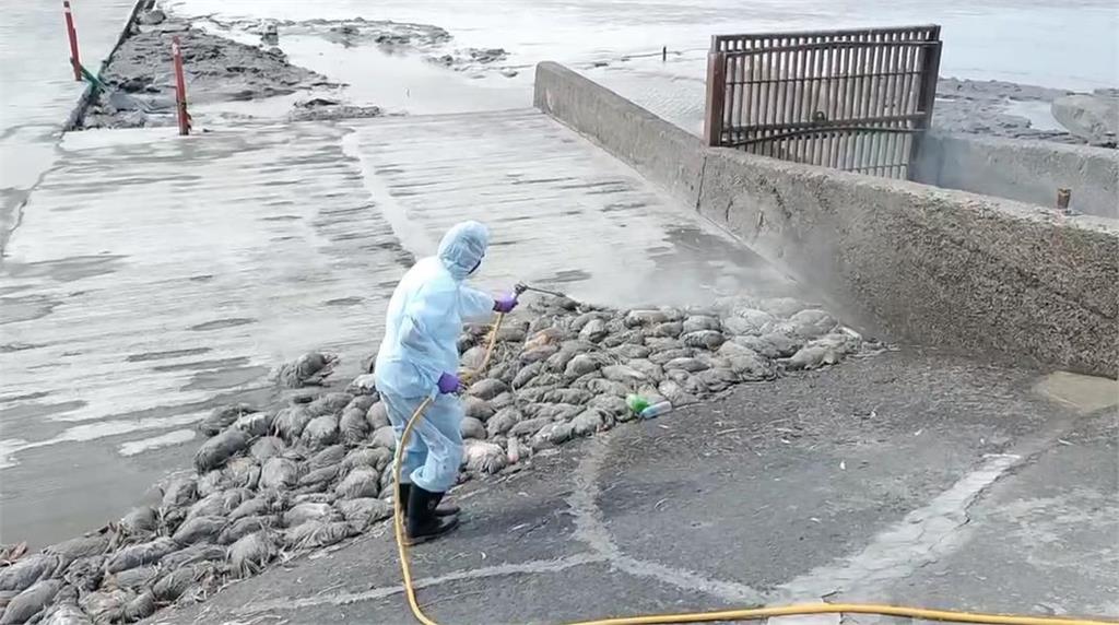 快新聞／彰化海邊出現580隻棄鴨屍體　動防所採樣送農業部驗禽流感