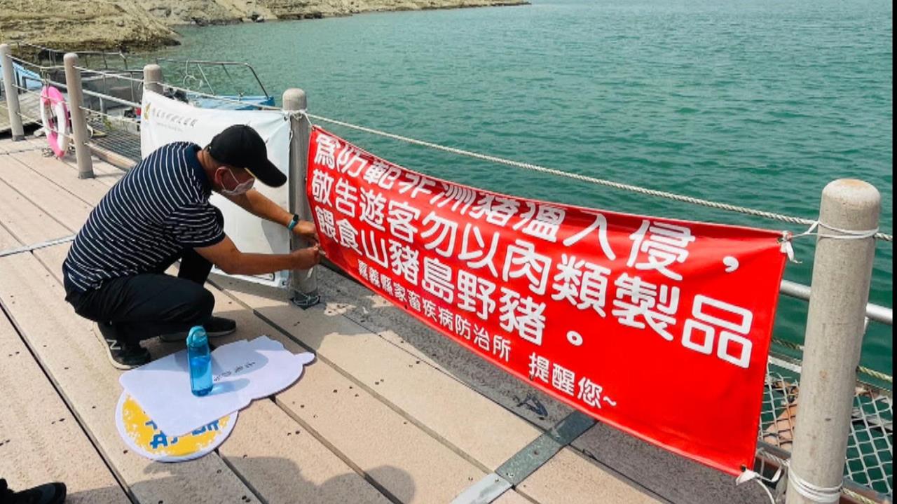 曾文水庫百頭野豬恐成瘟疫破口? 縣府:定期抽血皆為陰性