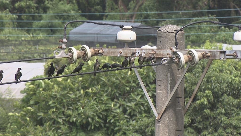 鳥害！鳥類排泄物從天而降　高雄捷運祭出「音波驅鳥」