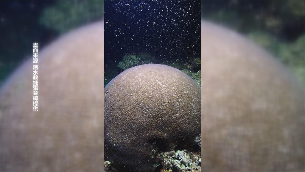 珊瑚產卵季開始　墾丁漆黑海底變粉紅色星空